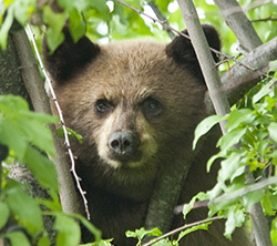 Bear